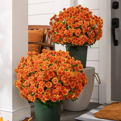 🌼Artificial Outdoor Sunset Mums Flowers - UV resistant, Waterproof, Windproof