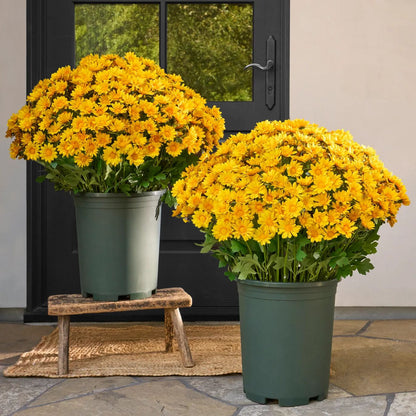 🌼Artificial Outdoor Sunset Mums Flowers - UV resistant, Waterproof, Windproof