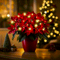 🎄✨Radiant Ruby Poinsettia
