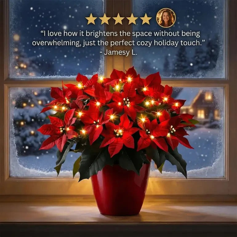 🎄✨Radiant Ruby Poinsettia