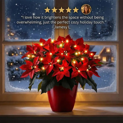 🎄✨Radiant Ruby Poinsettia