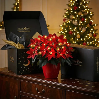 🎄✨Radiant Ruby Poinsettia